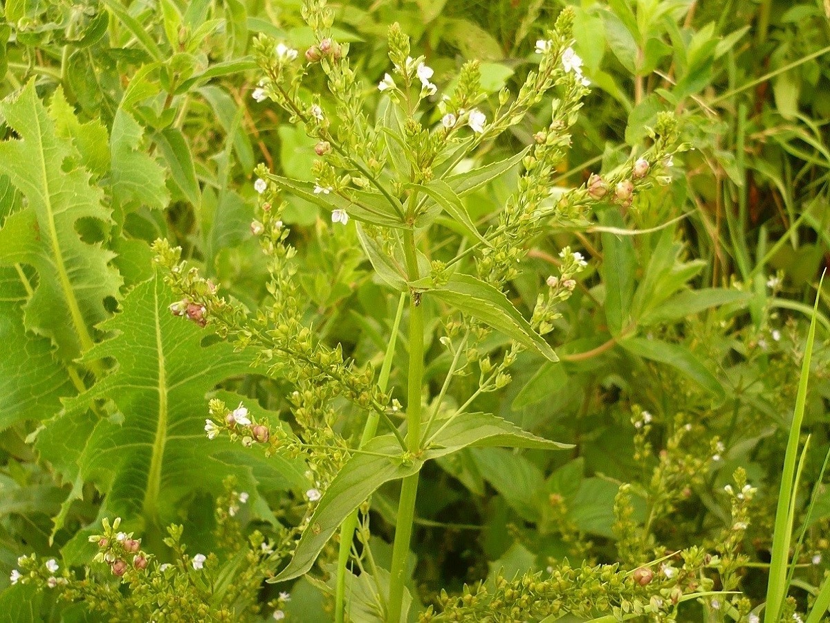 Veronica anagallis-aquatica (Plantaginaceae)